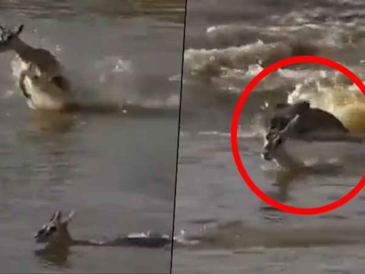 deer crocodile viral video
