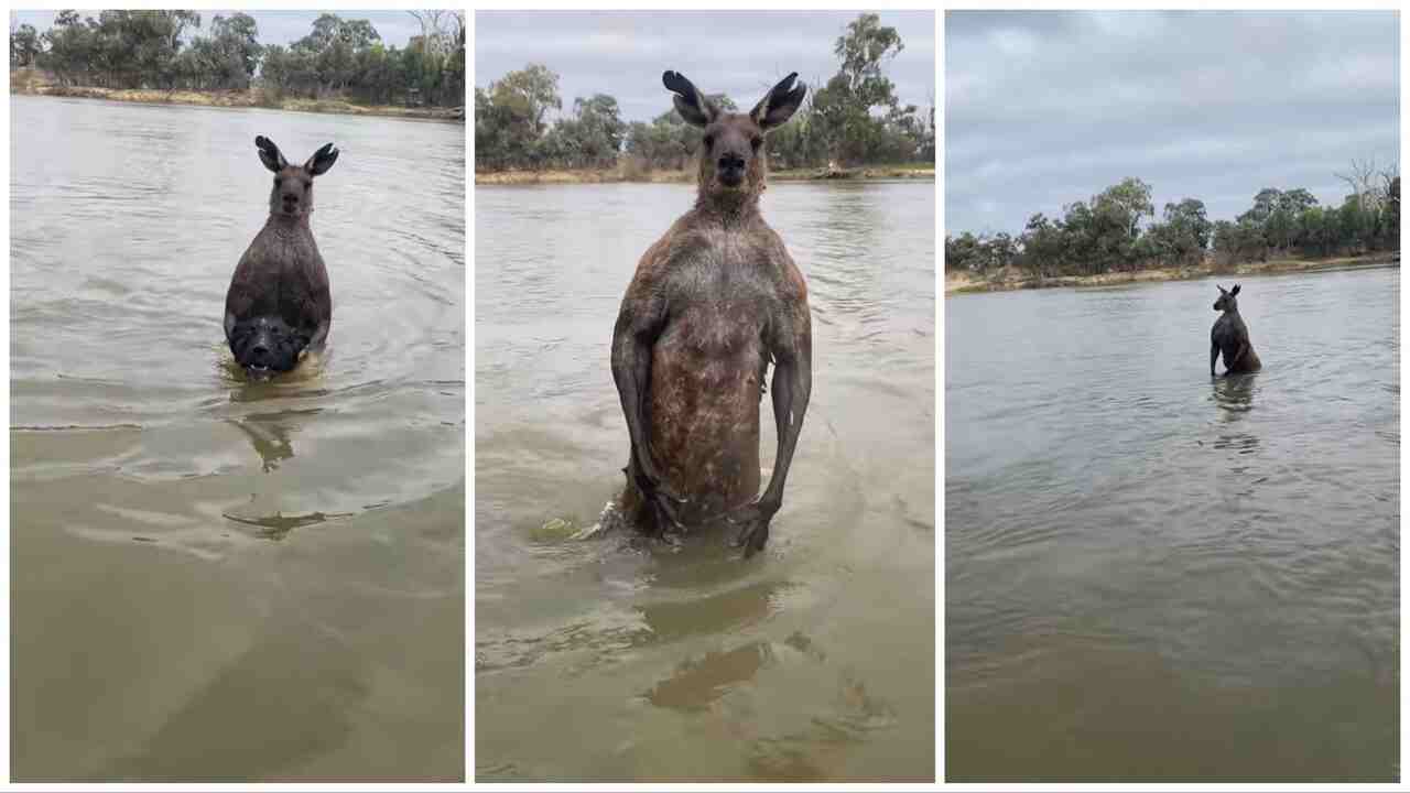 Kangaroo viral video